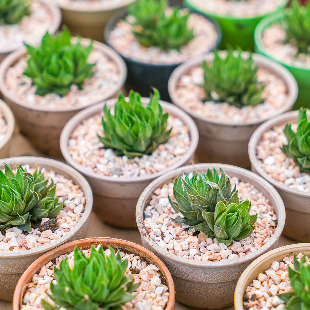 Plants for Weddings